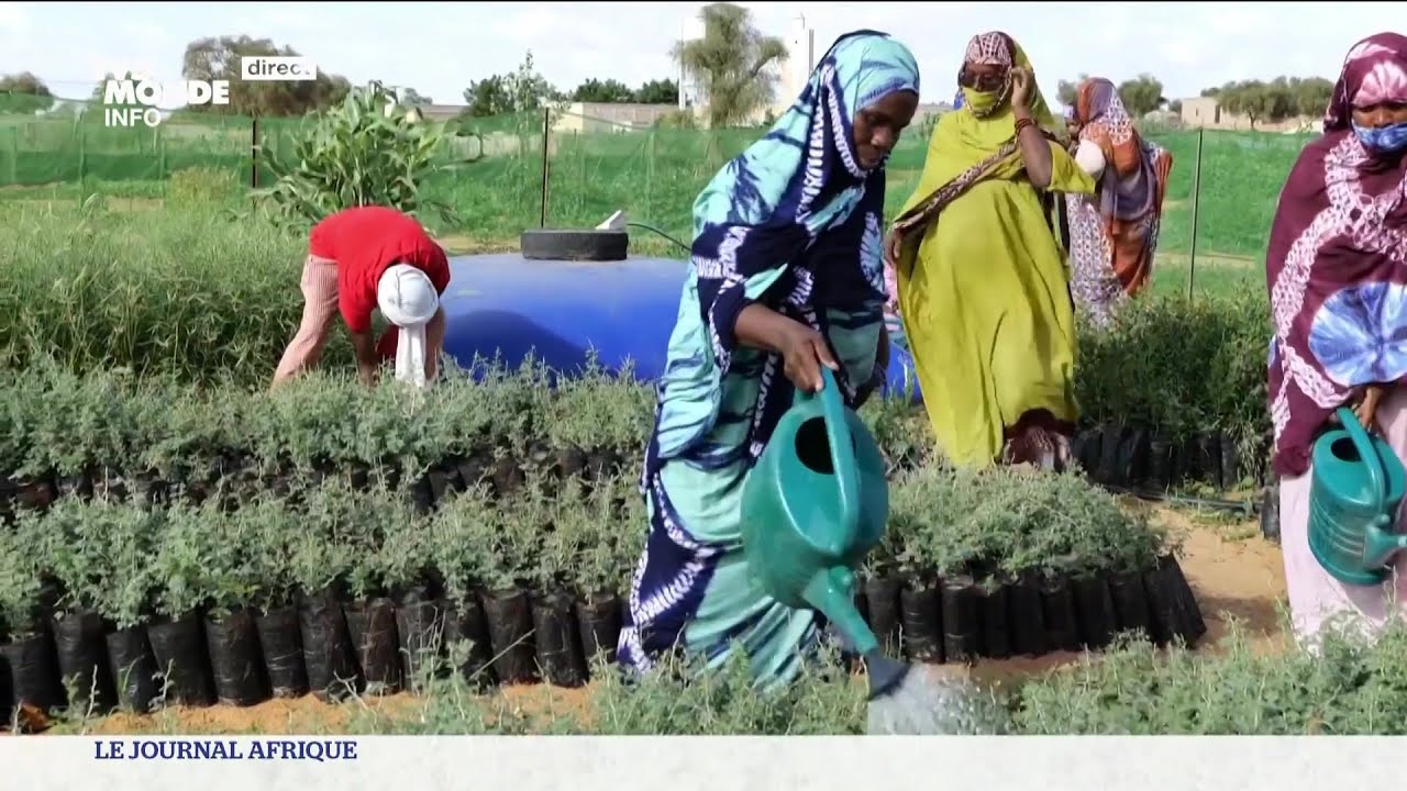 Environnement : où en est la grande muraille verte en Mauritanie ?