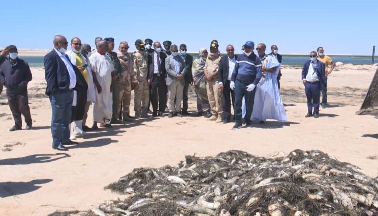 Phénomène de l'échouage des mulets noirs à Nouadhibou : le ministère des Pêches rassure