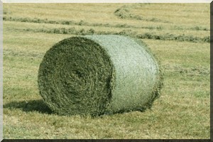 La culture des fourrages: Une garantie pour l'accompagnement des efforts consentis pour la promotion des ressources animales en Mauritanie