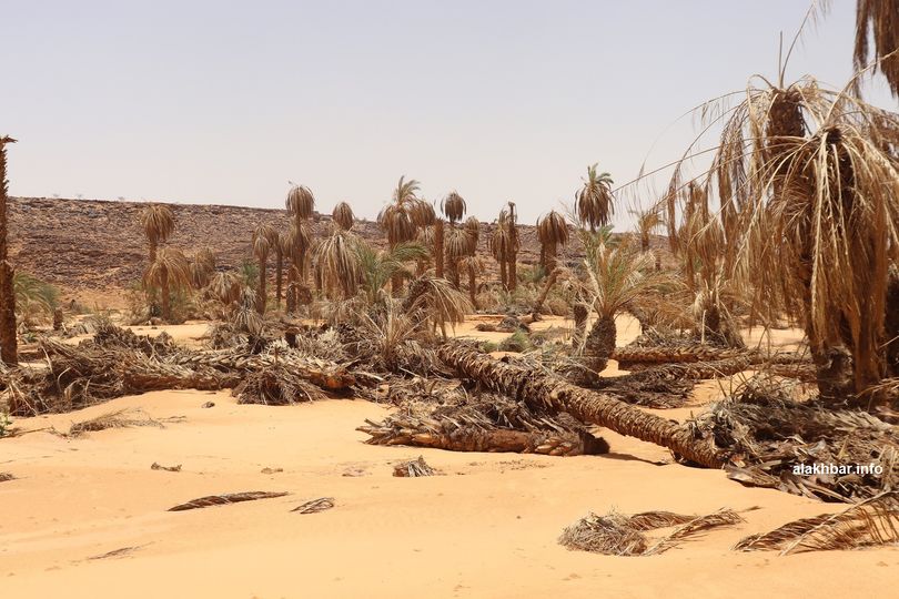 Des millions de pertes enregistrés dans les Oueds de palmeraies de l'Adrar (vidéo)