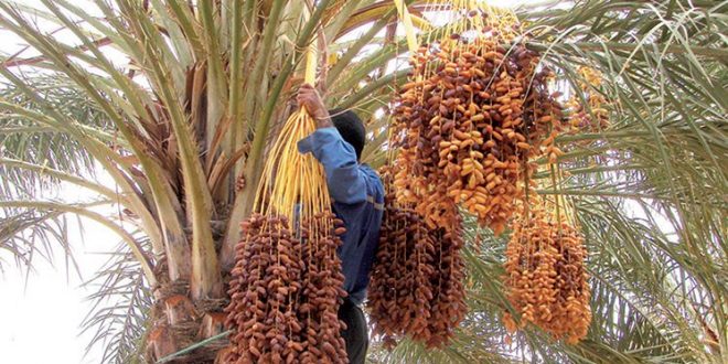 Mauritanie : l'oasis d'Azougui menacée par l'avancée du désert et la perte des palmiers dattiers