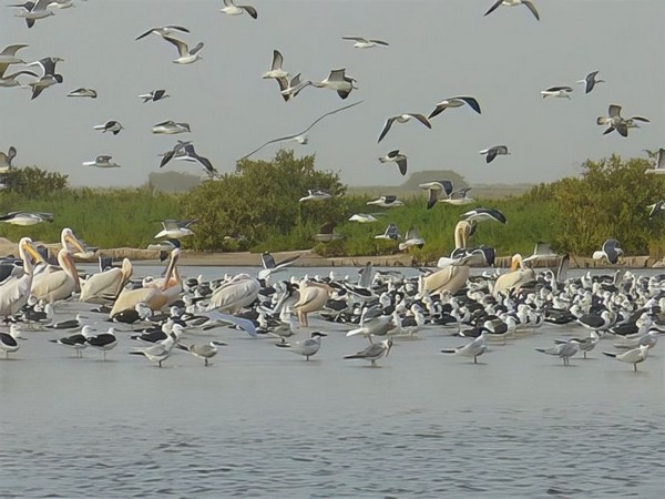 Le Parc National du Banc d'Arguin : Arkeiss un 