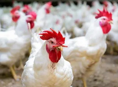 Mauritanie : pas de cas de grippe aviaire dans le pays et les mesures de prévention ont été renforcées 