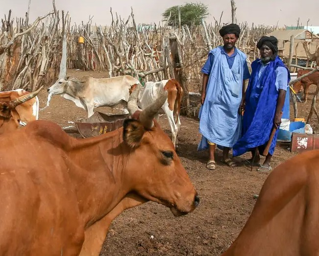 Sahel : le pastoralisme face aux groupes armés