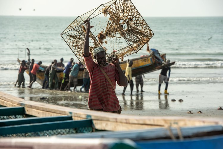La production de farine et d'huile de poisson en Afrique de l'Ouest détruit les ressources de la région au profit de pays étrangers
