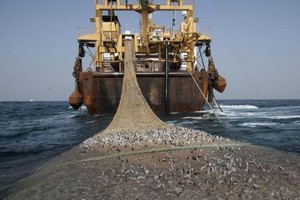 Pêche en Mauritanie : Le Maroc ne souhaite pas laisser le terrain libre à l’Algérie