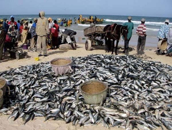 Pêche – Pour une gestion concertée de la sardinelle : Synergie entre la Mauritanie, le Sénégal, la Gambie et la Guinée-Bissau