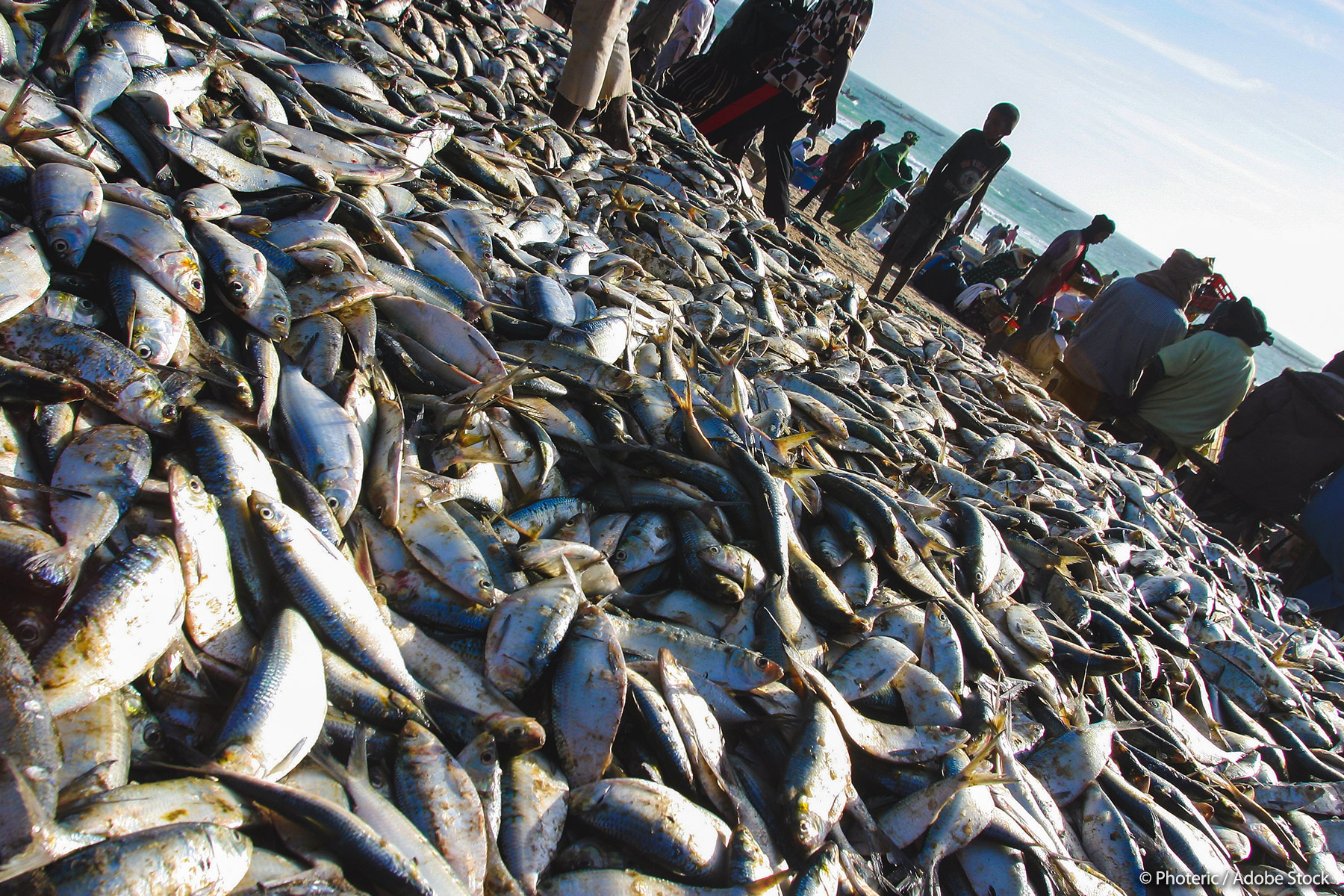 Les députés européens approuvent le plus important accord de pêche de l’UE avec la Mauritanie
