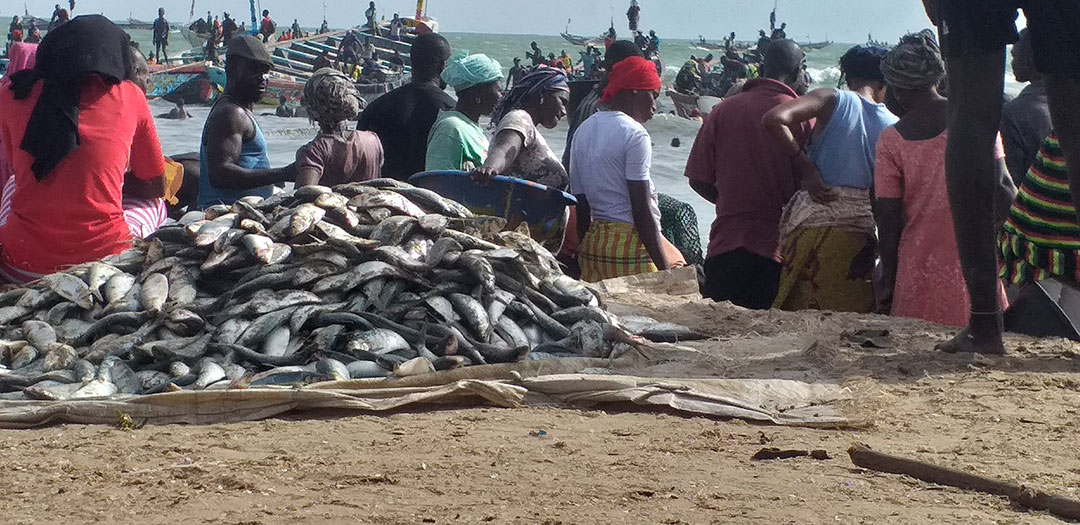 Mauritanie : les usines de farine de poisson créaient près de 5000 opportunités d’emplois