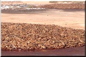 Gardes côtes mauritaniennes: plus de 200 employés licenciés 