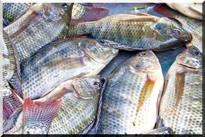 Prix du poisson : le scandale