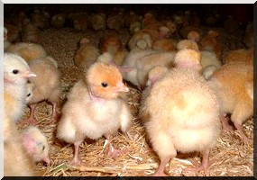 Vers la production de la viande blanche dans le rive mauritanien 