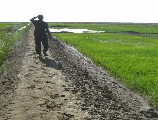 L’impact des oiseaux granivores sur la production approche les 50% 