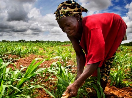 Afrique: un projet de restauration des paysages forestiers sur la sellette