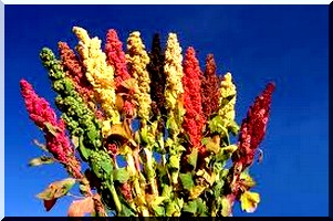 Une plante vieille de 5000 ans : Le quinoa, vous connaissez ?