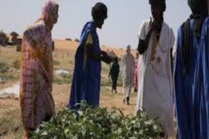 Mauritanie: mauvaise récolte du riz