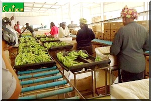 GDM : Un partenaire mauritanien pour satisfaire la demande intérieure en bananes [PhotoReportage] 