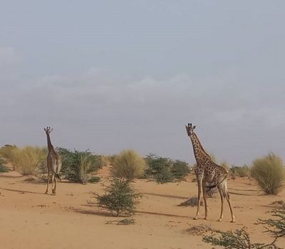 Safari en Mauritanie, Traversées Mauritanides s’offre l’exclusivité du Parc d’Awleigatt [PhotoReportage]