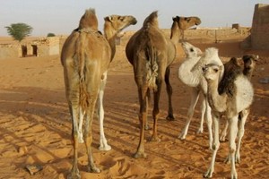 Tourisme : le Sahara mauritanien de plus en plus fréquentable 