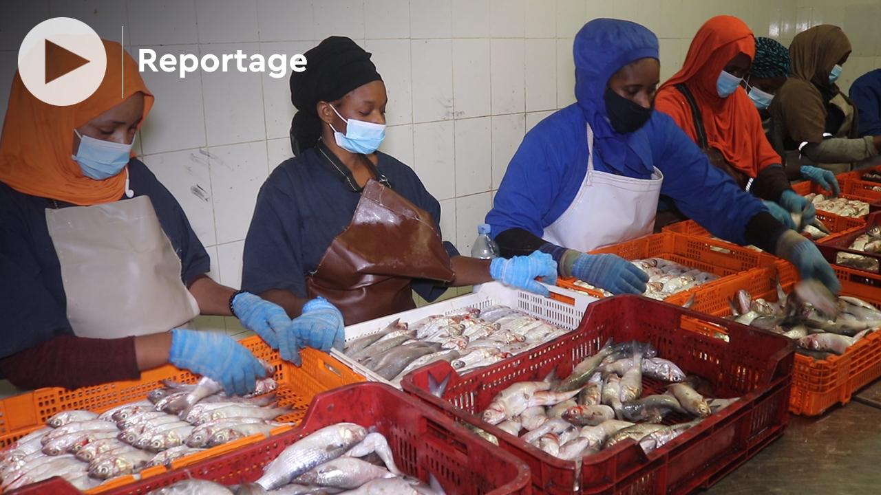 Mauritanie: satisfaction générale face aux mesures de restrictions contre les usines de farine de poisson
