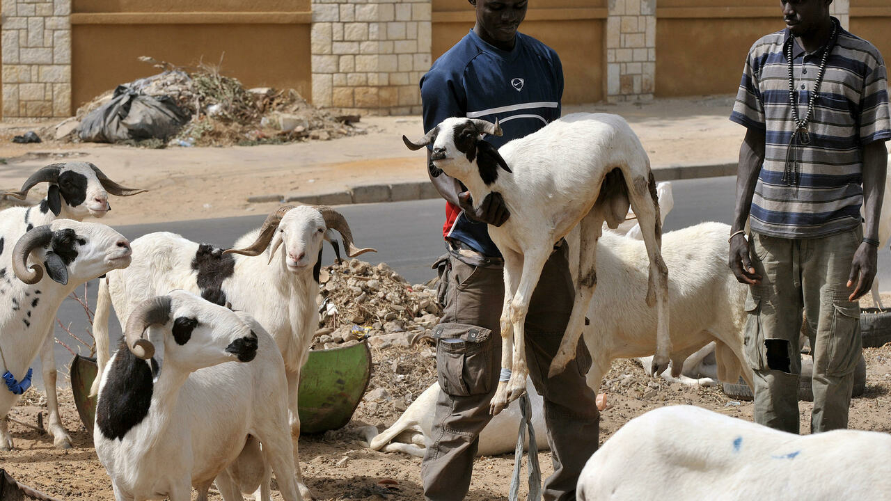 Arrestation d’un sénégalais pour vol de bétail en Mauritanie