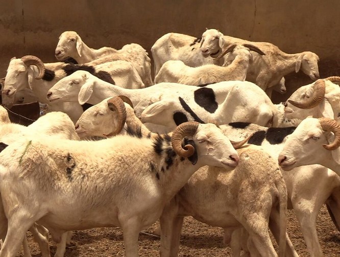 Vidéo. Tabaski. Sacrifiant à une tradition séculaire, la Mauritanie expédie des moutons au Sénégal