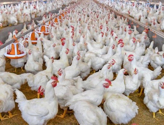 Nouakchott : la maladie de Newcastle détectée dans deux élevages de poulets  