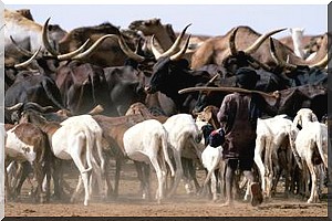 Mauritanie: forum régional sur le pastoralisme - [Audio] 