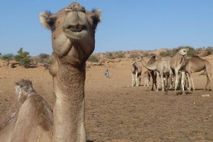 Visites virtuelles (19) Dans le désert de Mauritanie